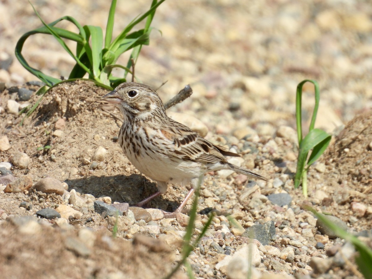 Vesper Sparrow - ML619877975