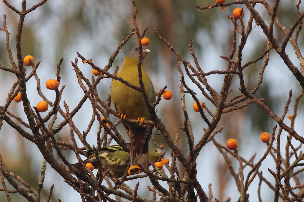 Yellow-footed Green-Pigeon - ML619877978