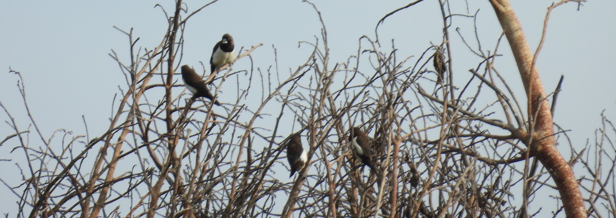 White-rumped Munia - ML619877998