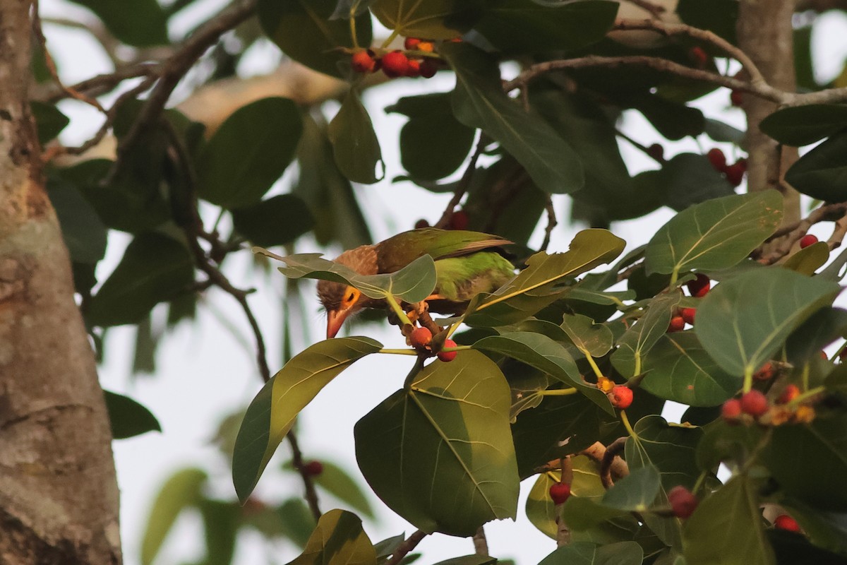 Kahverengi Başlı Barbet - ML619878007