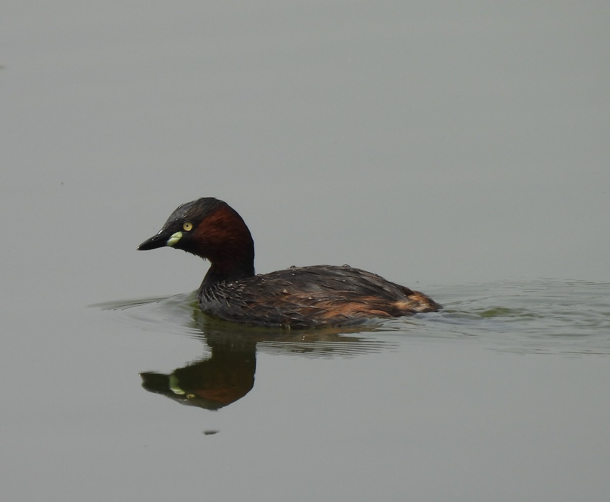 Little Grebe - ML619878017