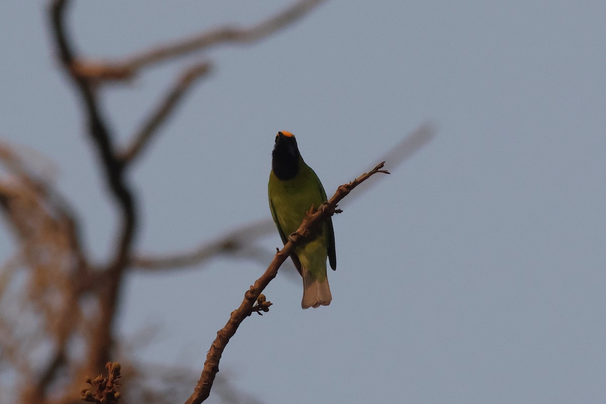 Golden-fronted Leafbird - ML619878024