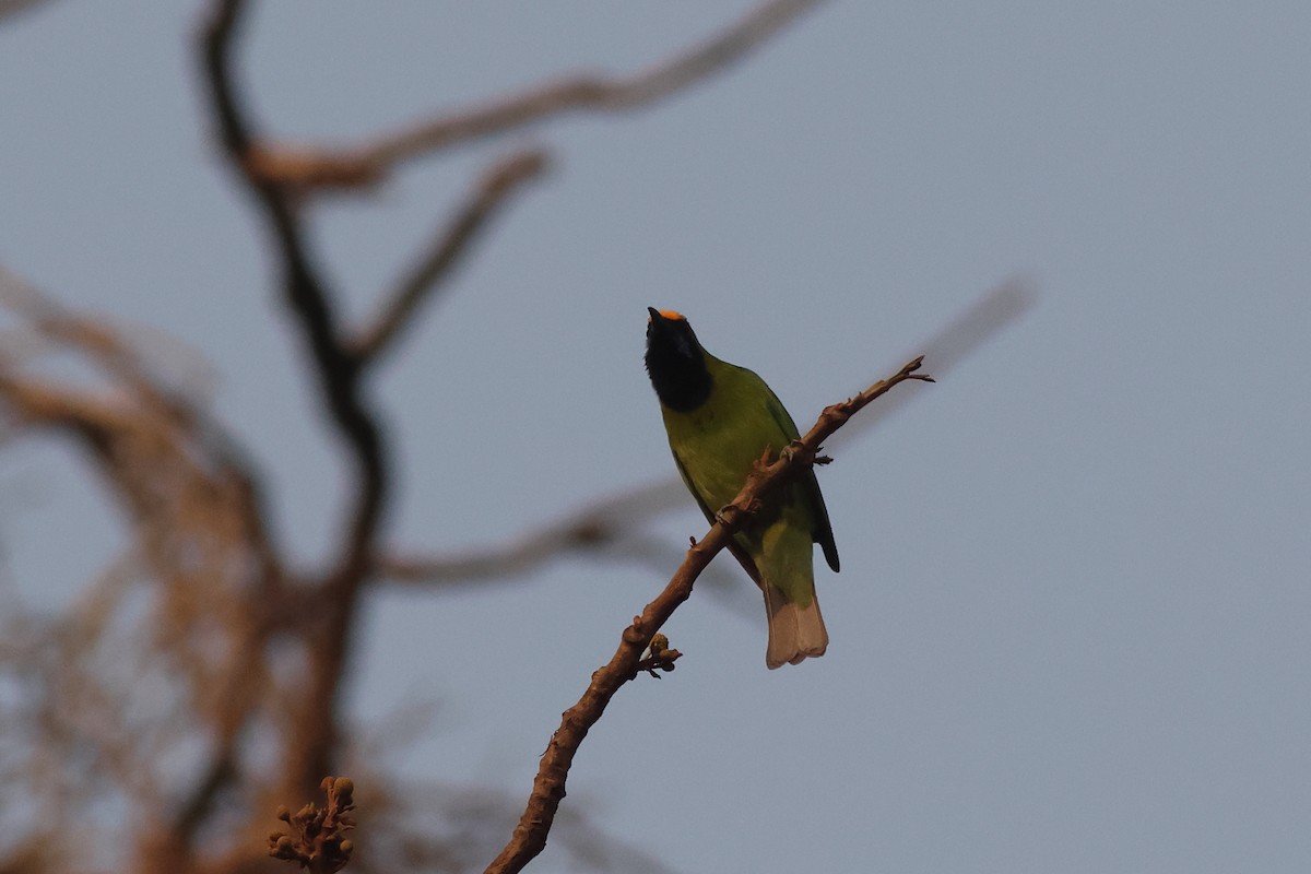 Golden-fronted Leafbird - ML619878025