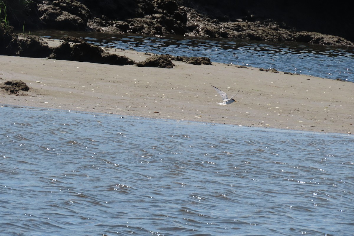 Least Tern - ML619878031