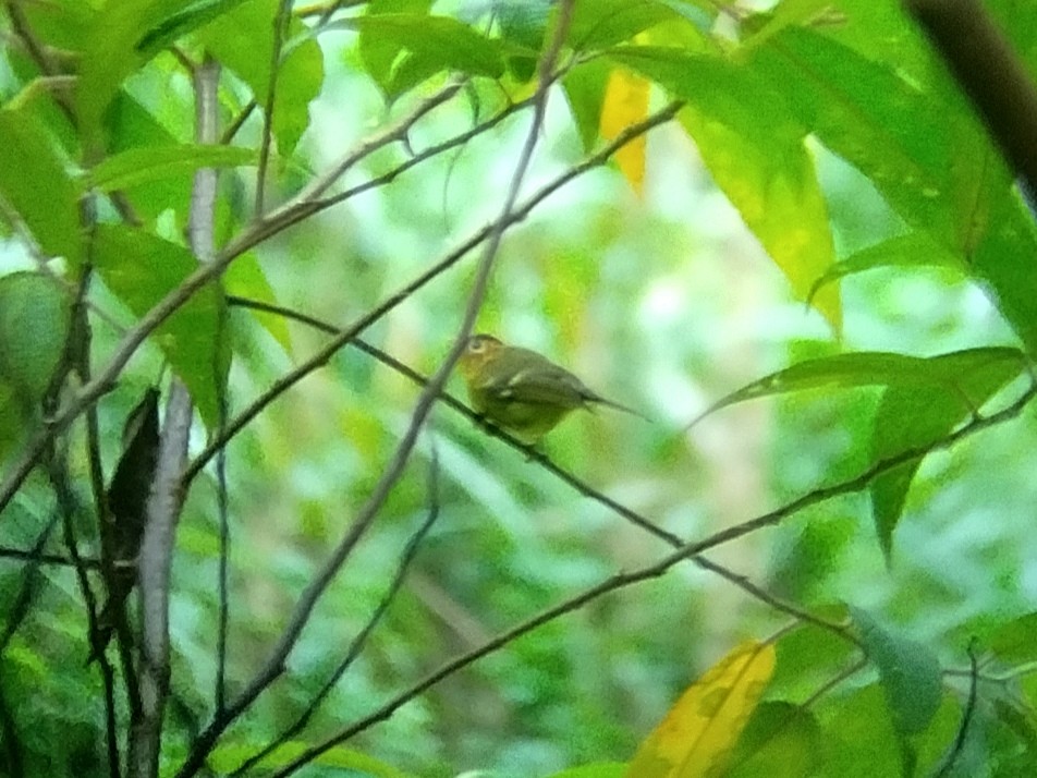 Yellow-breasted Warbler - ML619878042