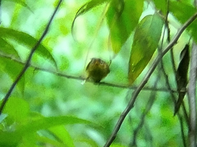 Yellow-breasted Warbler - ML619878043