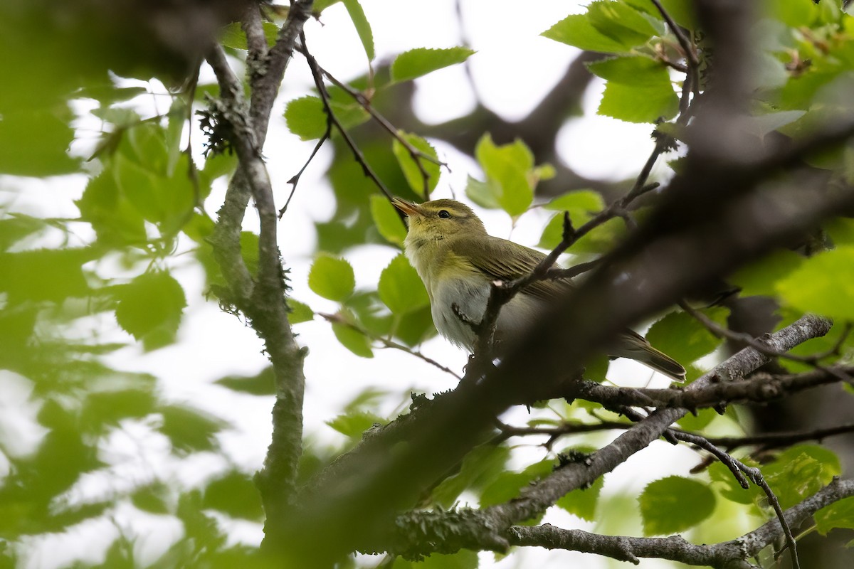 Wood Warbler - ML619878046