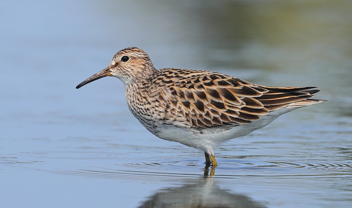 Pectoral Sandpiper - ML619878047