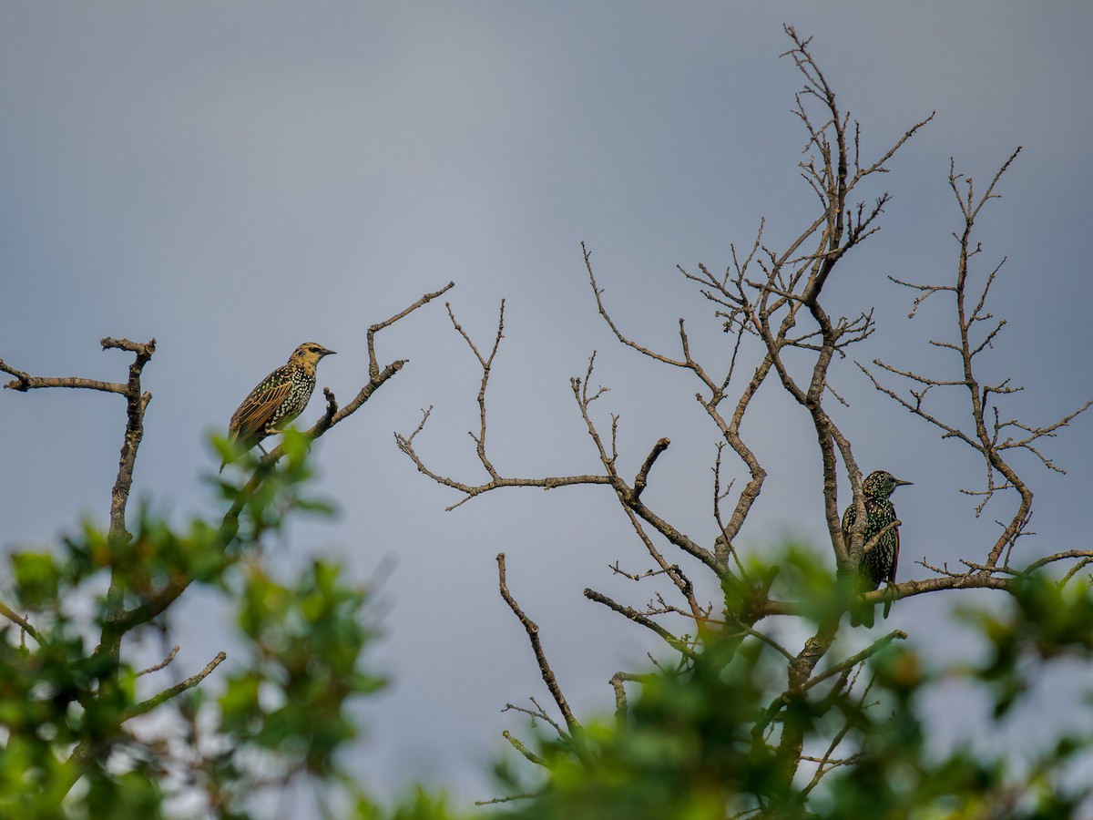 European Starling - ML619878056