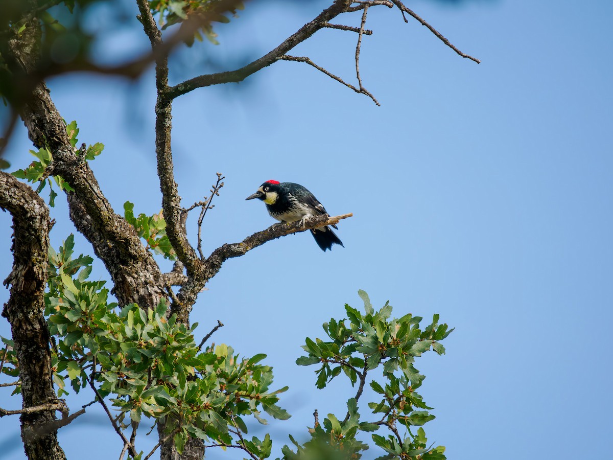 Acorn Woodpecker - ML619878069