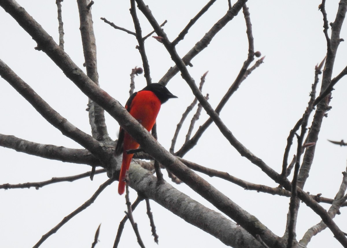 赤紅山椒鳥 - ML619878086