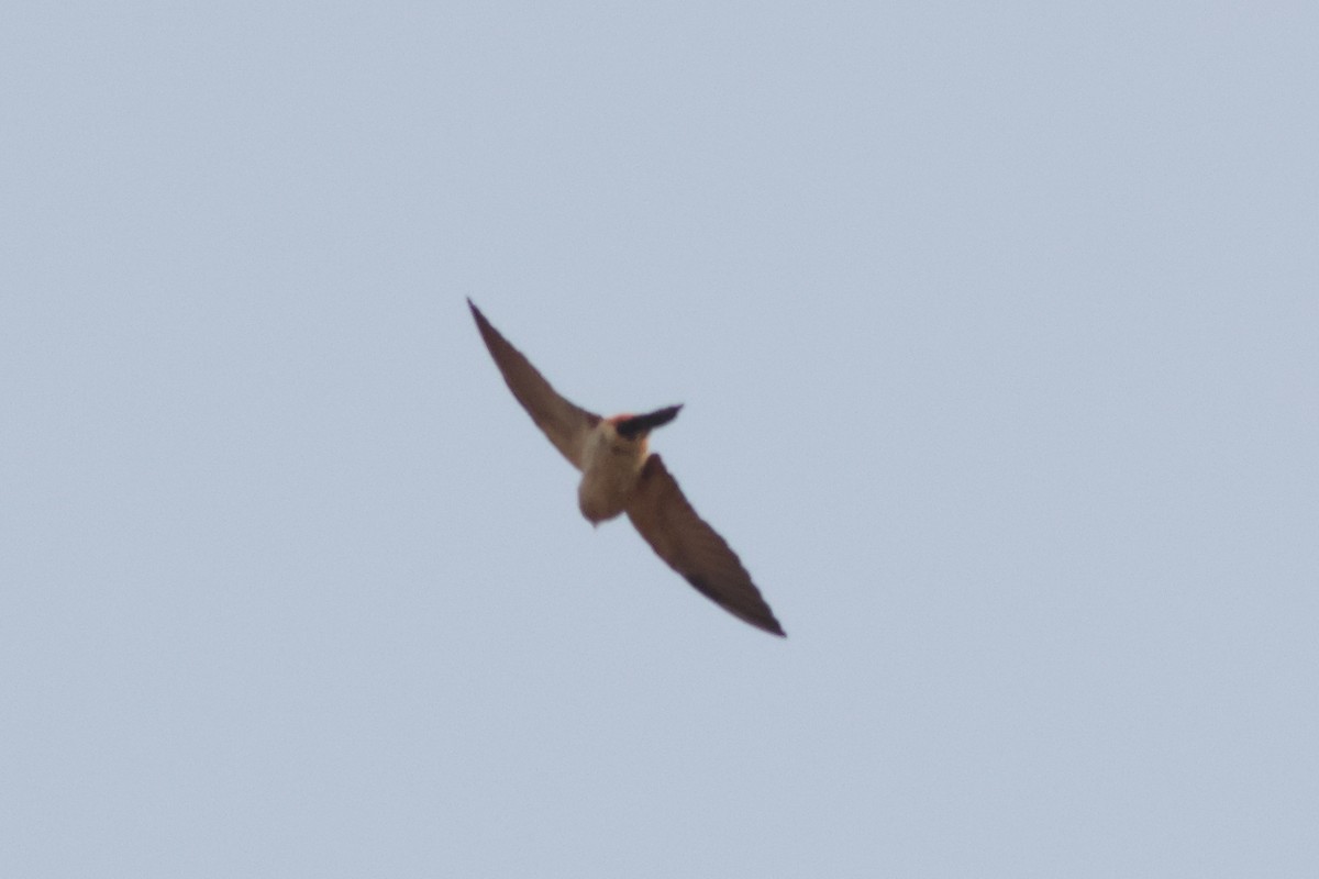 Red-rumped Swallow - ML619878087