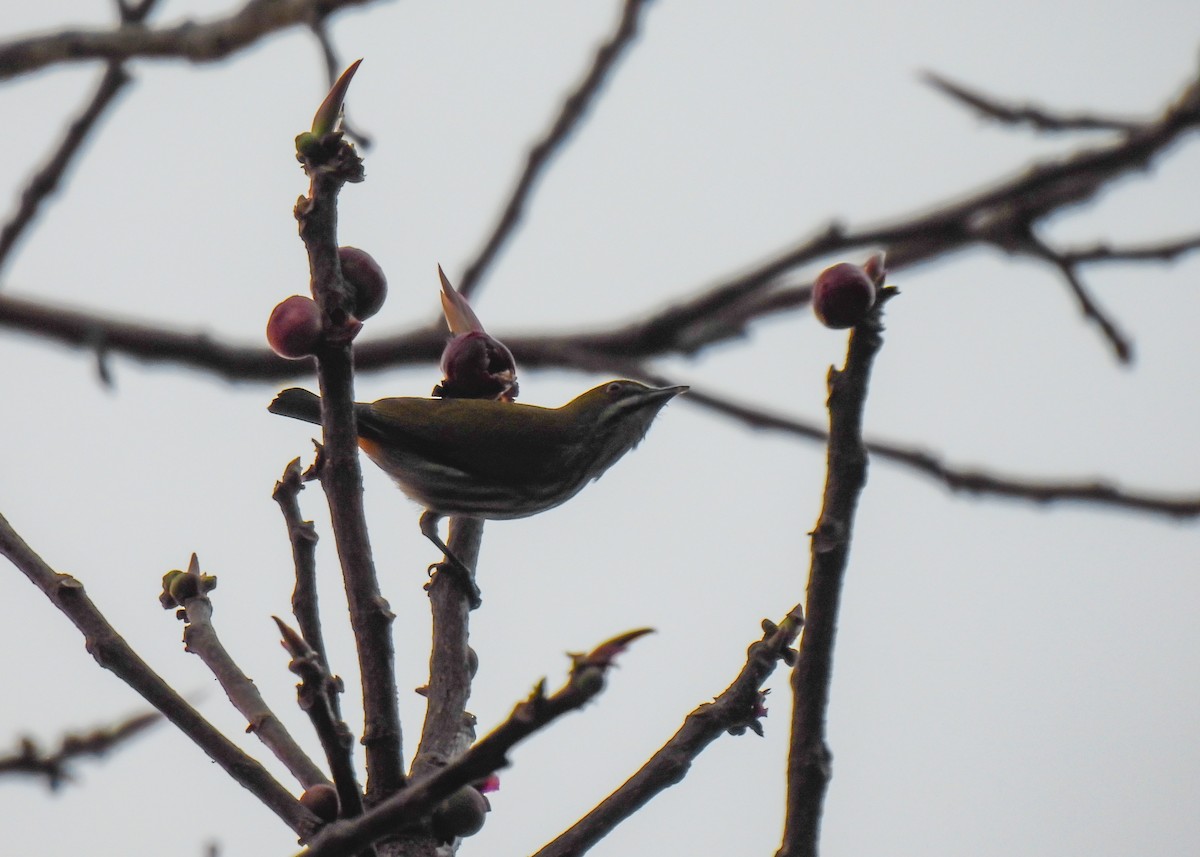 Yellow-vented Flowerpecker - ML619878089