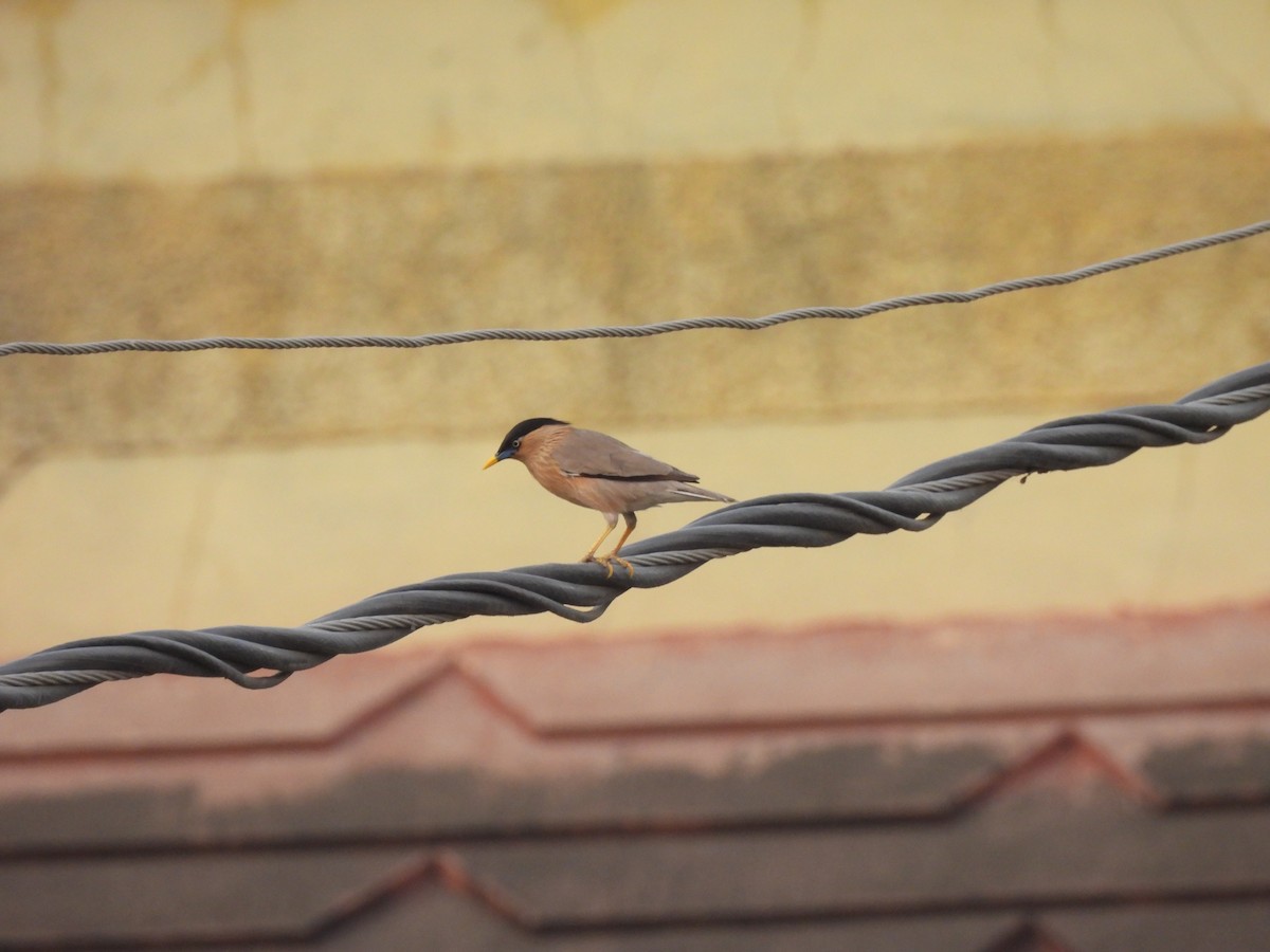 Brahminy Starling - ML619878090