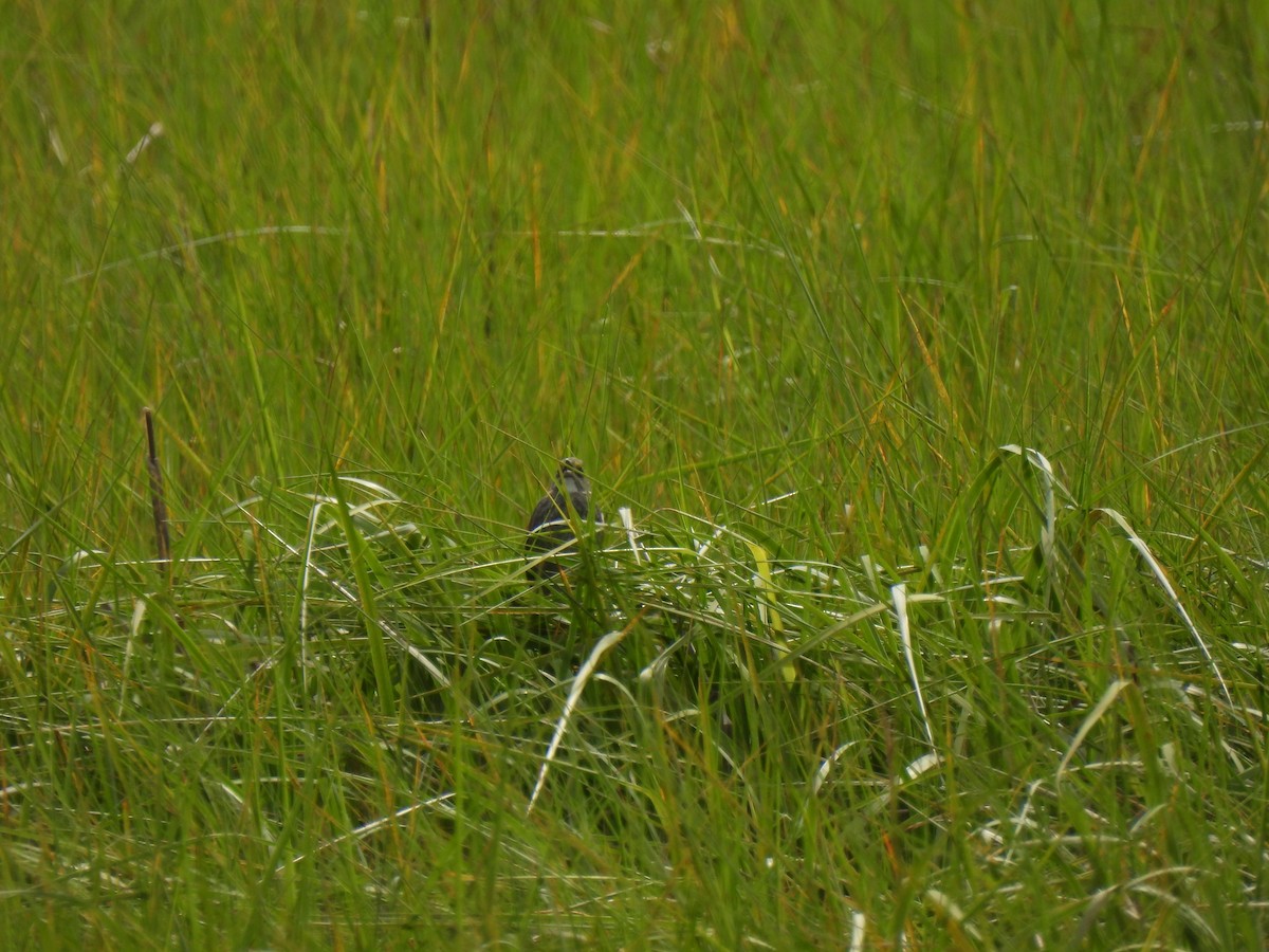 Seaside Sparrow - ML619878094