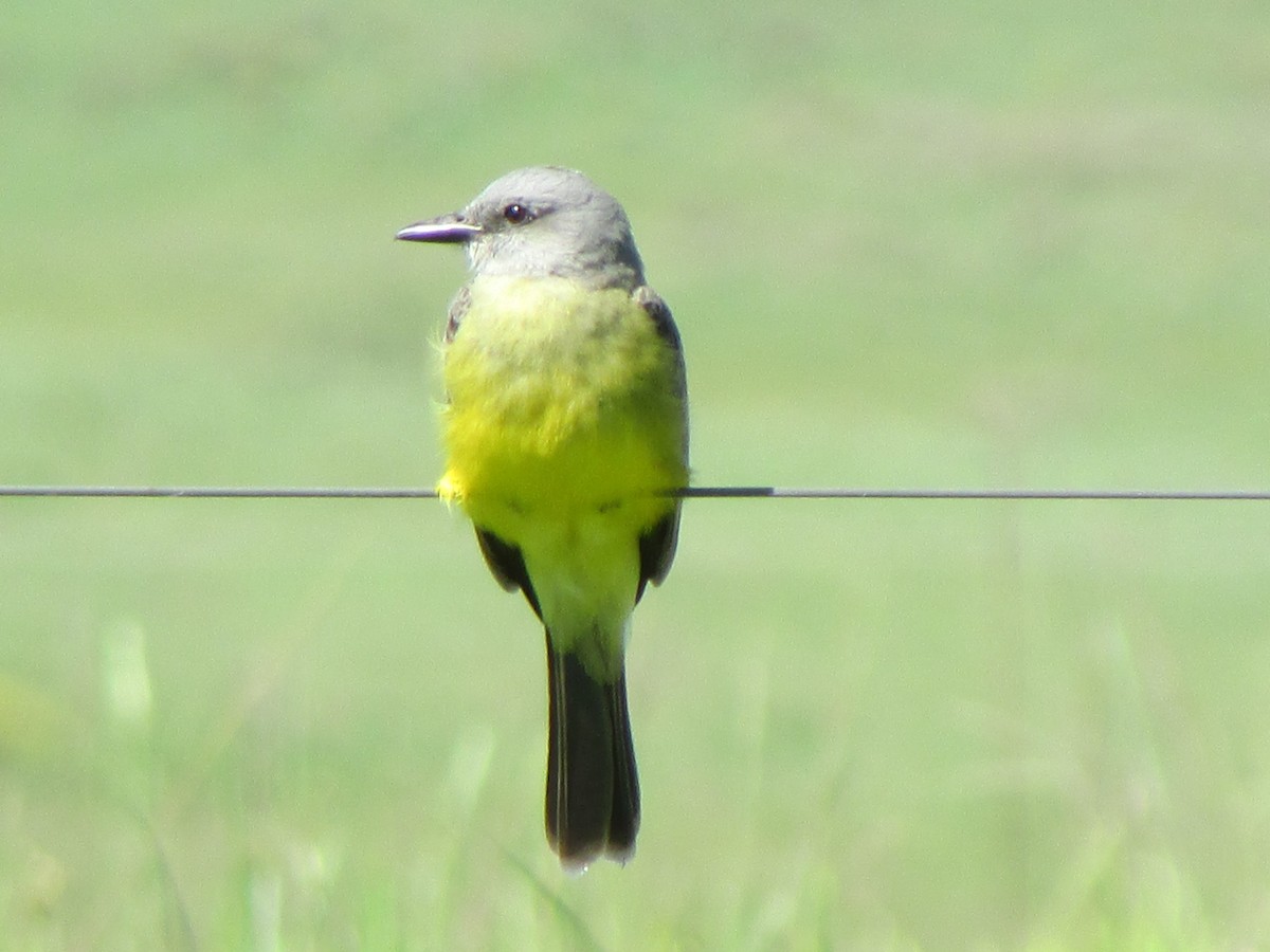 Tropical Kingbird - ML619878095