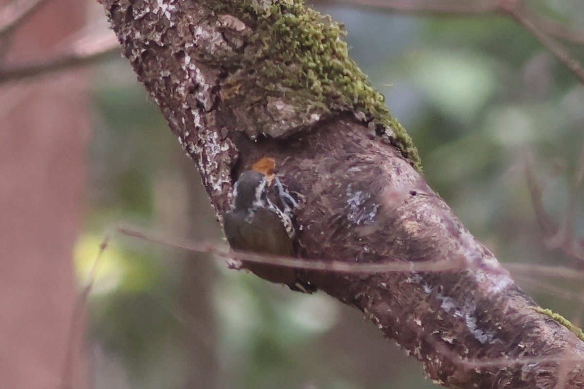 Speckled Piculet - ML619878097