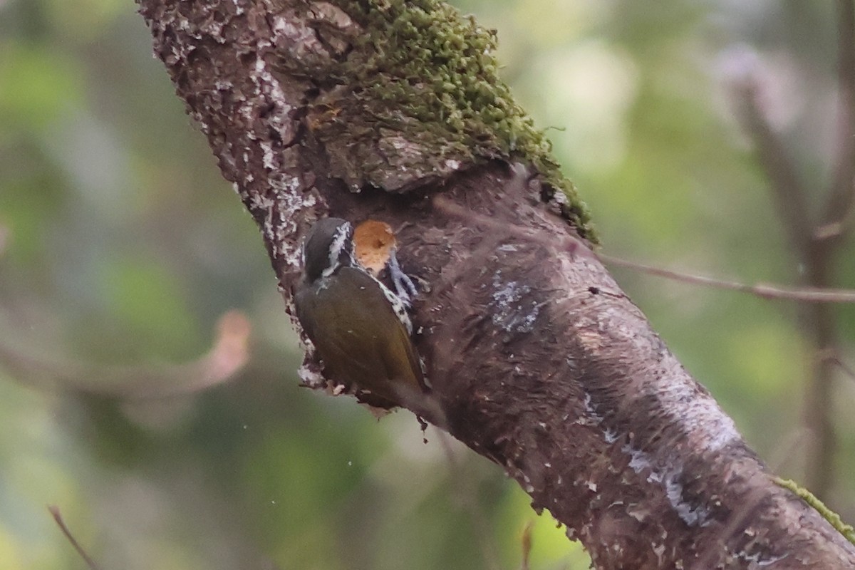 Speckled Piculet - ML619878098