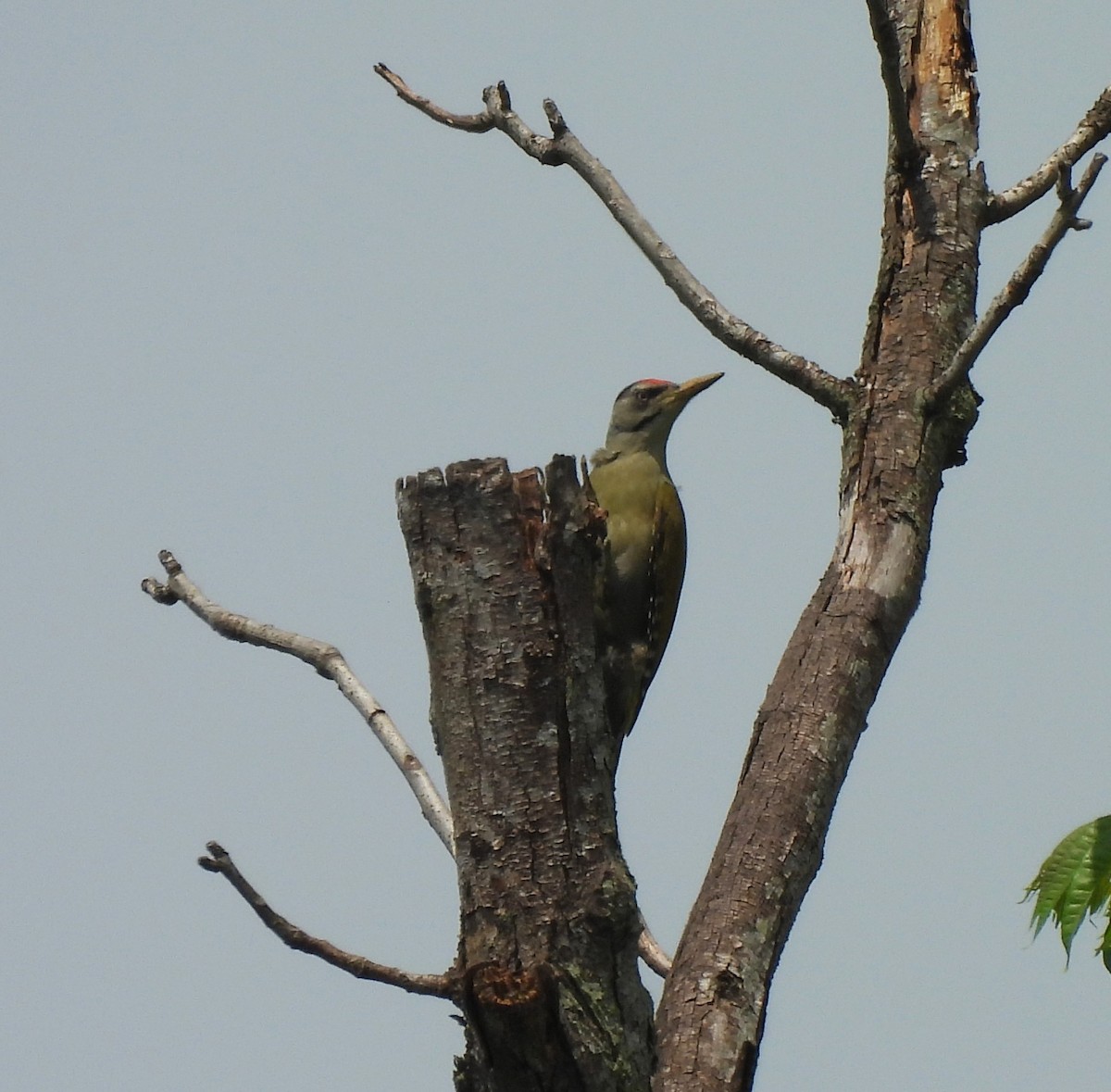 Gray-headed Woodpecker - ML619878106