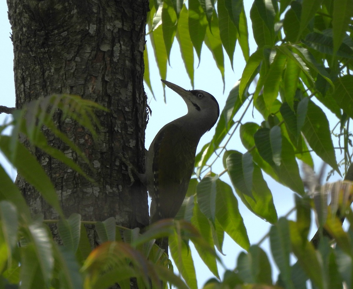 Gray-headed Woodpecker - ML619878107