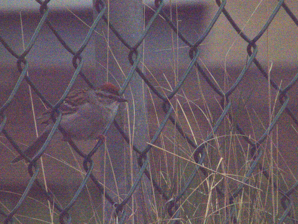 Chipping Sparrow - ML619878108