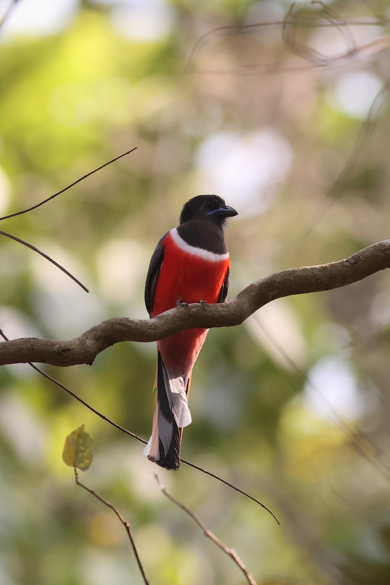 Malabar Trogon - Chinmay Rahane