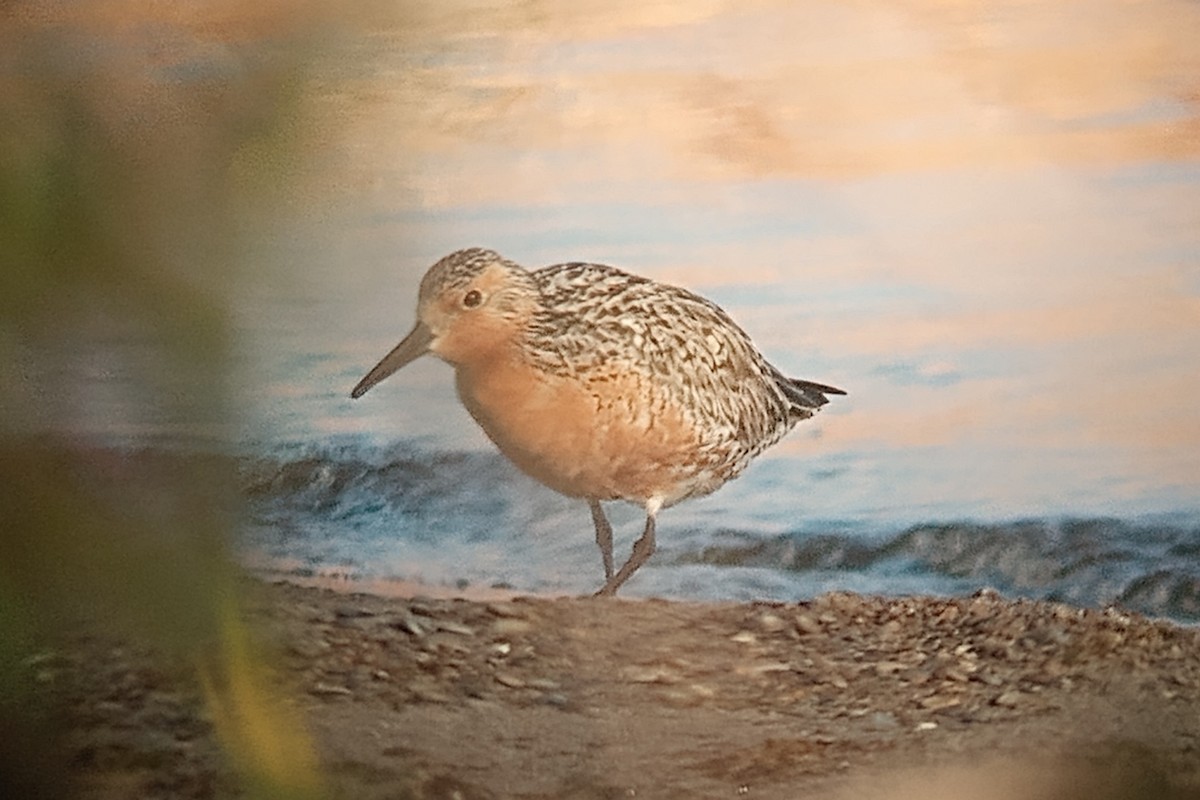 Red Knot - ML619878114