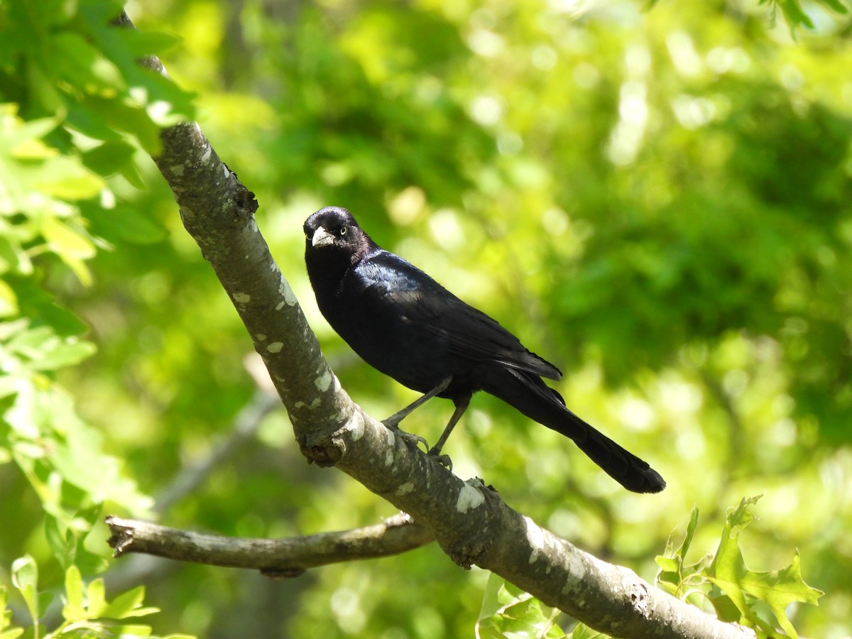 Boat-tailed Grackle - ML619878118
