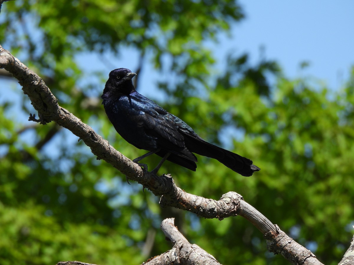 Boat-tailed Grackle - ML619878124