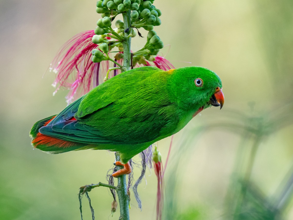 Wallace's Hanging-Parrot - Ivan Leshukov