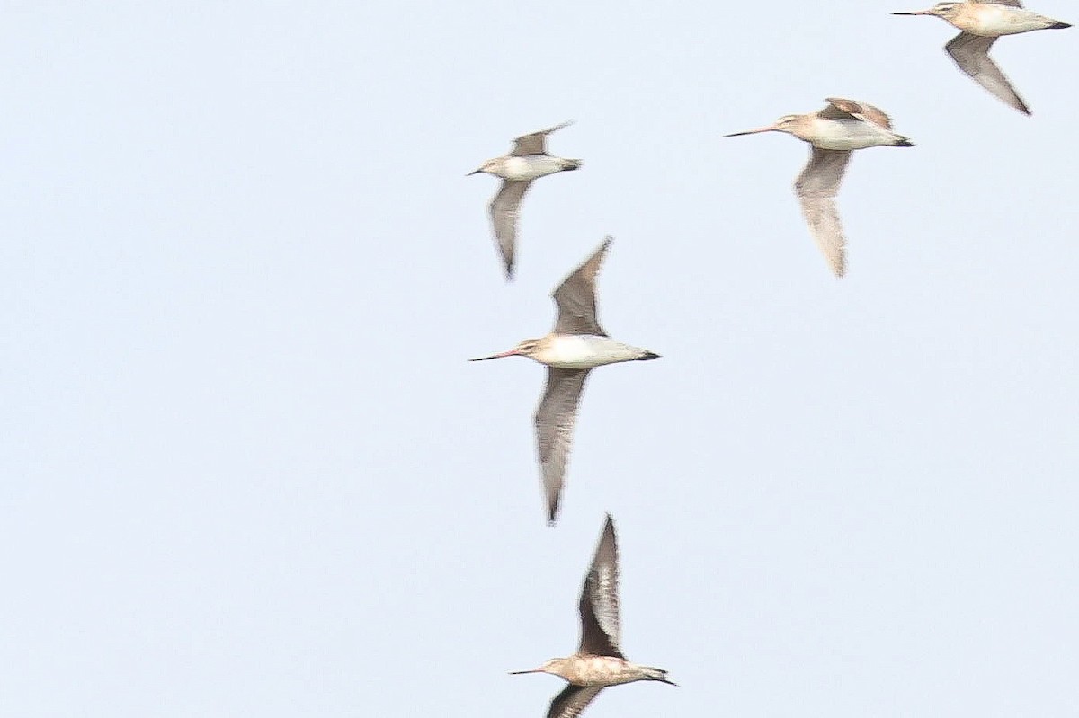 Hudsonian Godwit - ML619878143