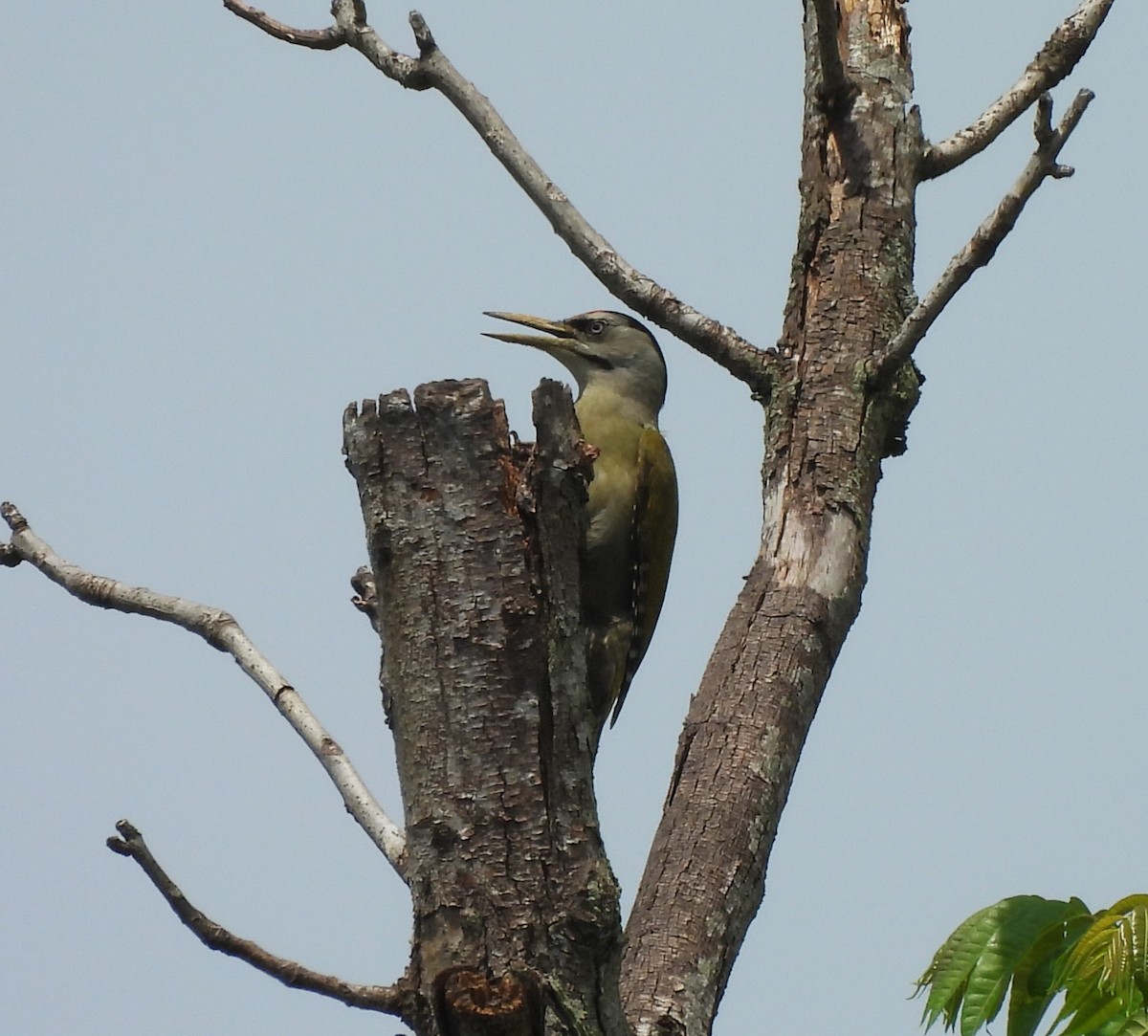 Gray-headed Woodpecker - ML619878144