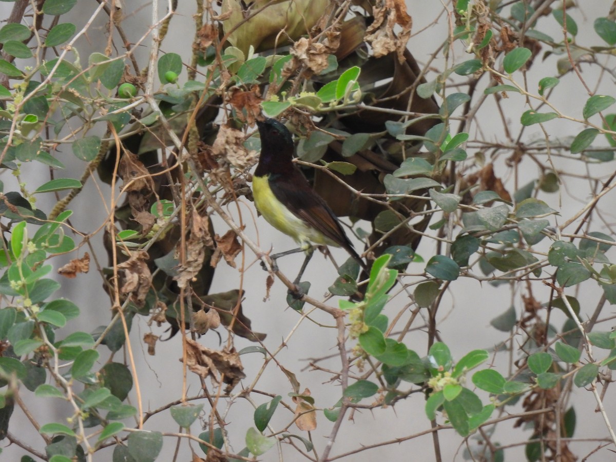 Purple-rumped Sunbird - ML619878145