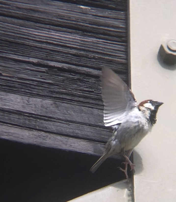 House Sparrow - ML619878149