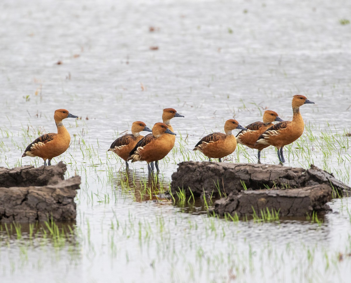Fulvous Whistling-Duck - ML619878151