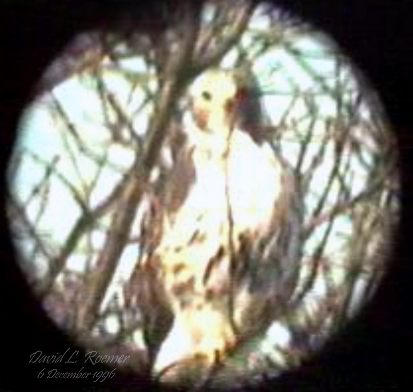 Red-tailed Hawk (Harlan's) - ML619878154