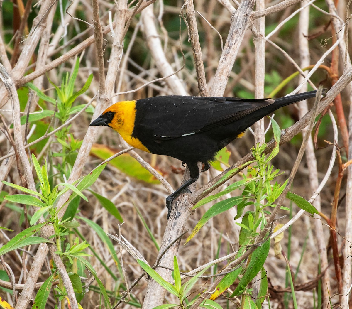 Yellow-headed Blackbird - ML619878155