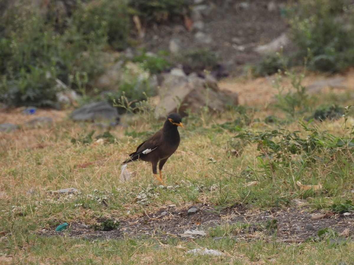 Common Myna - ML619878175