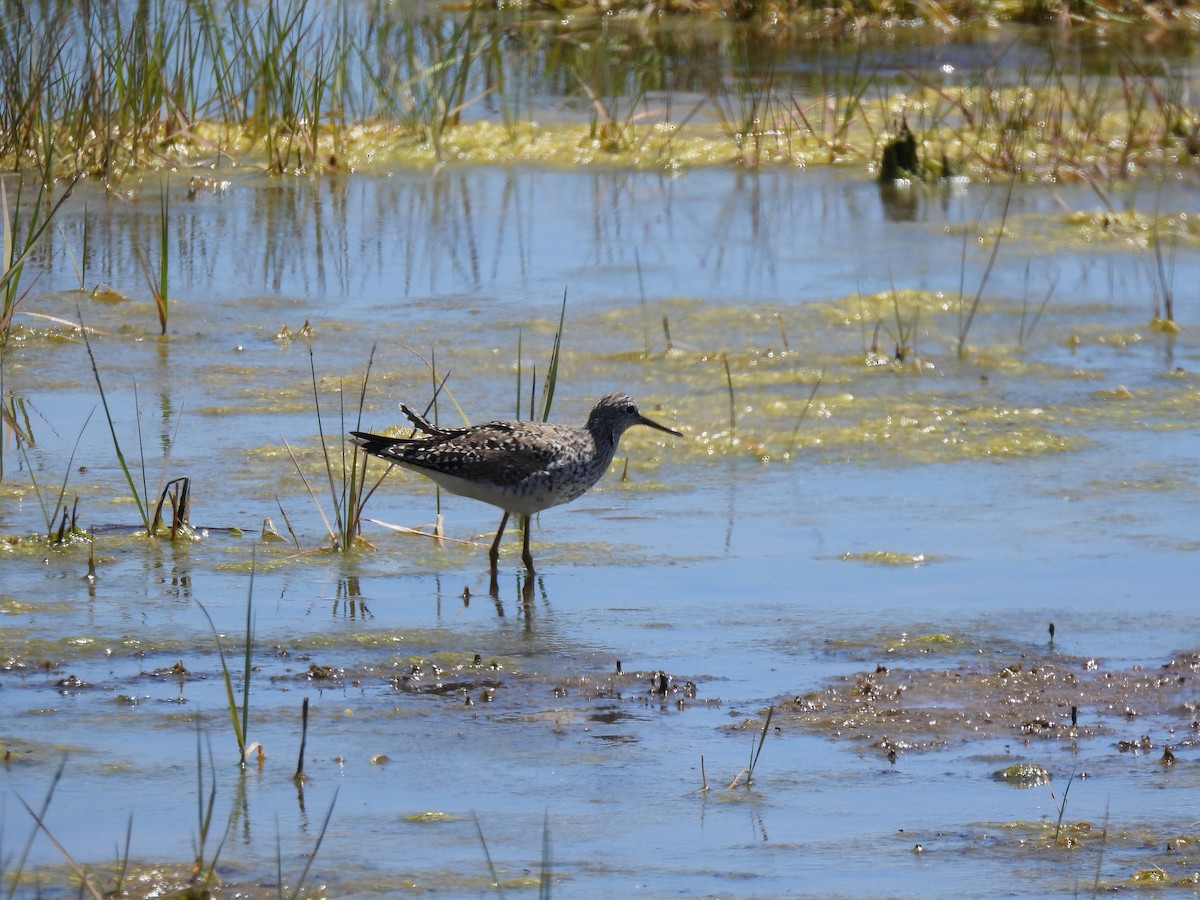 Lesser Yellowlegs - ML619878180