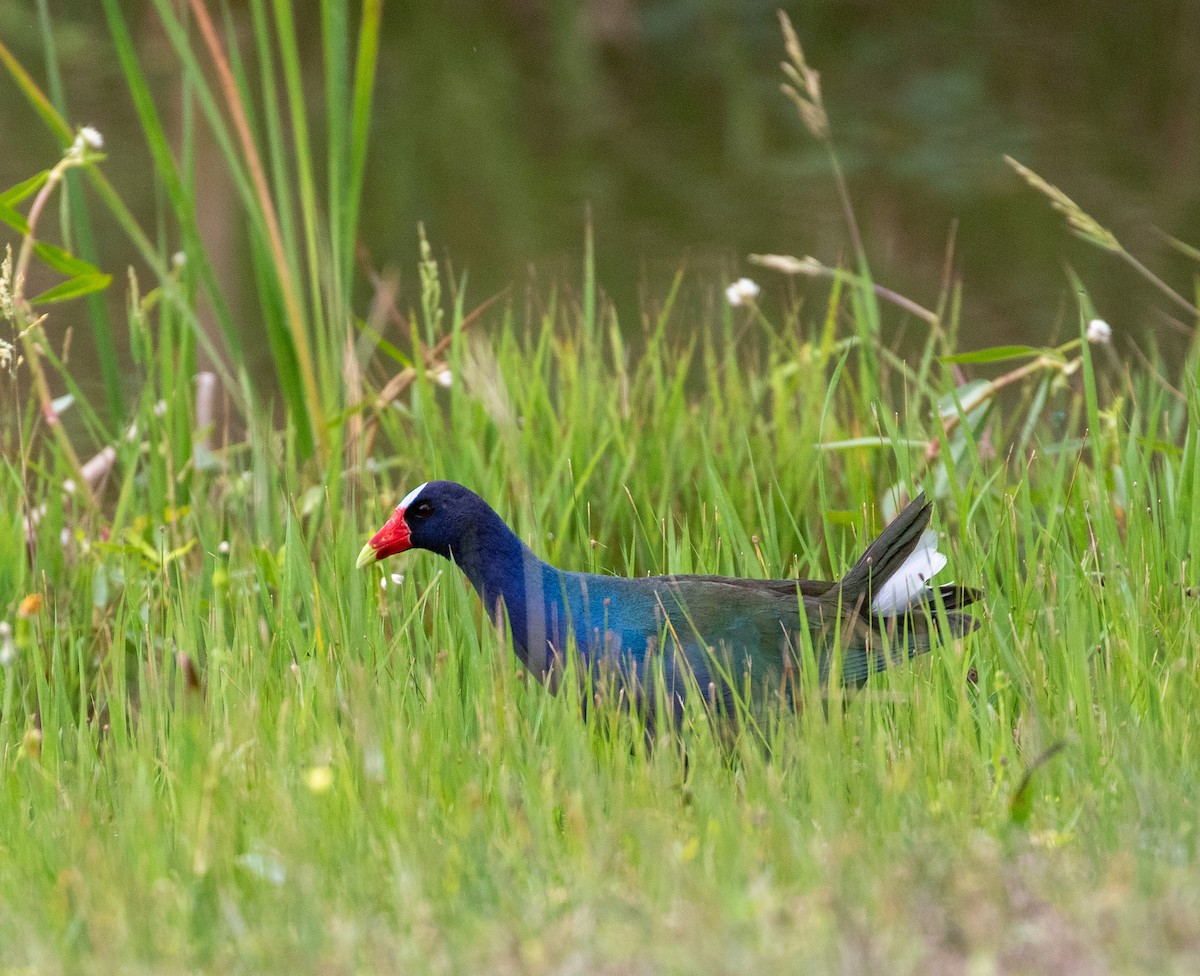 Purple Gallinule - ML619878181