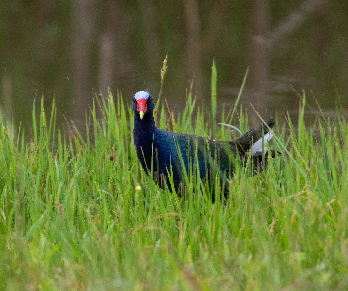 Purple Gallinule - ML619878182