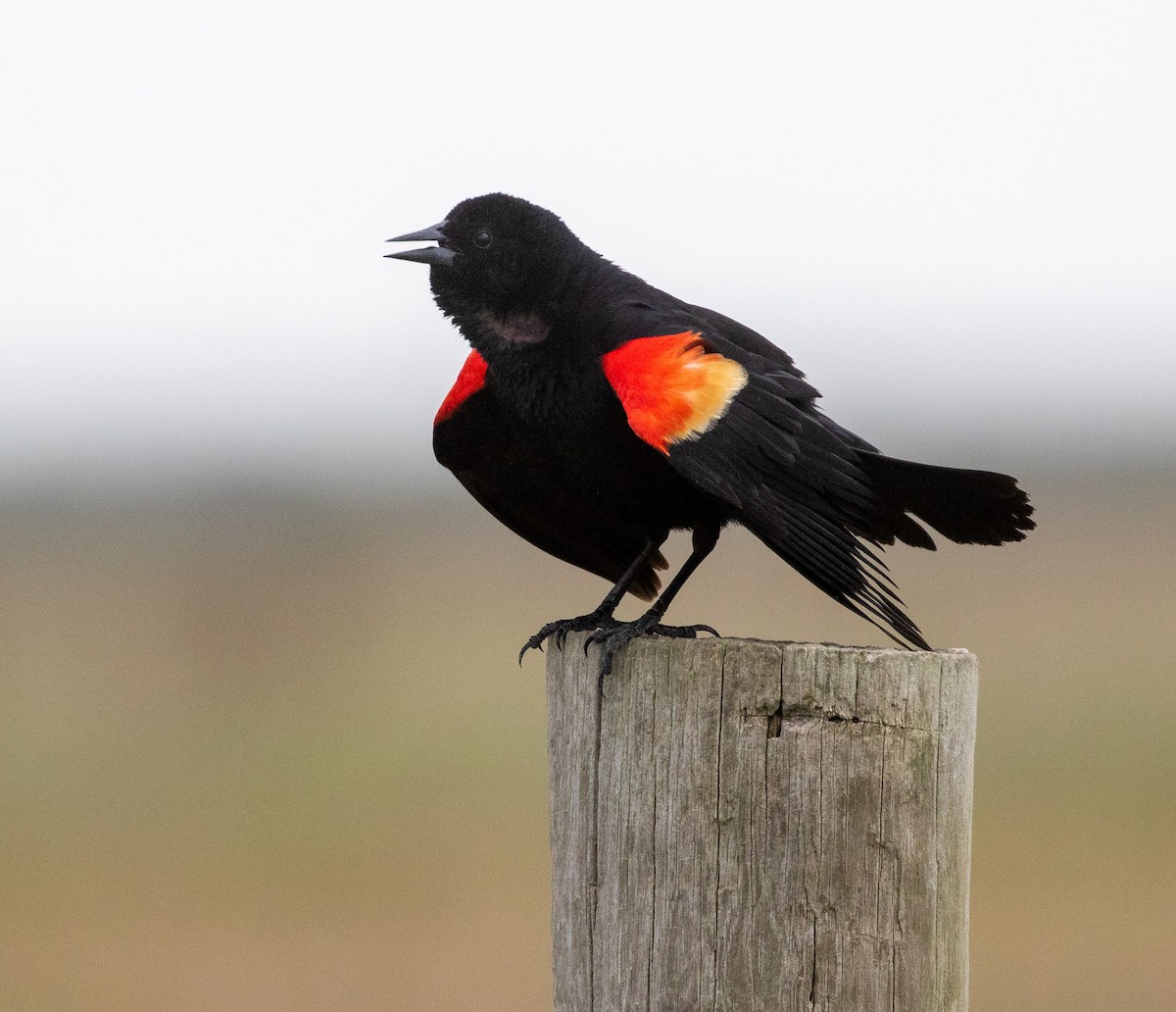 Red-winged Blackbird (Red-winged) - ML619878188
