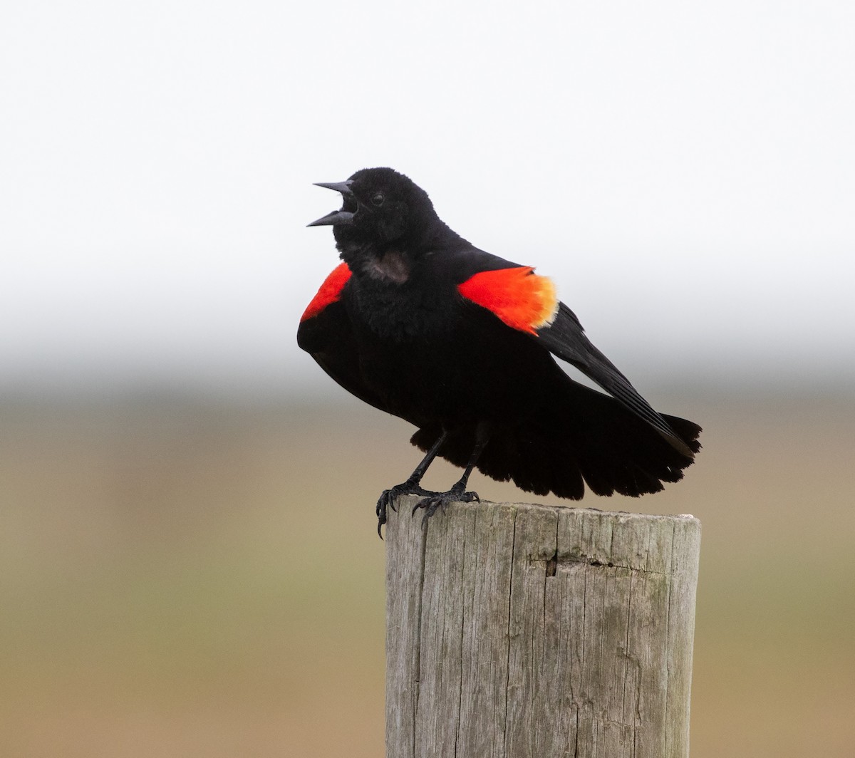 Red-winged Blackbird (Red-winged) - ML619878191