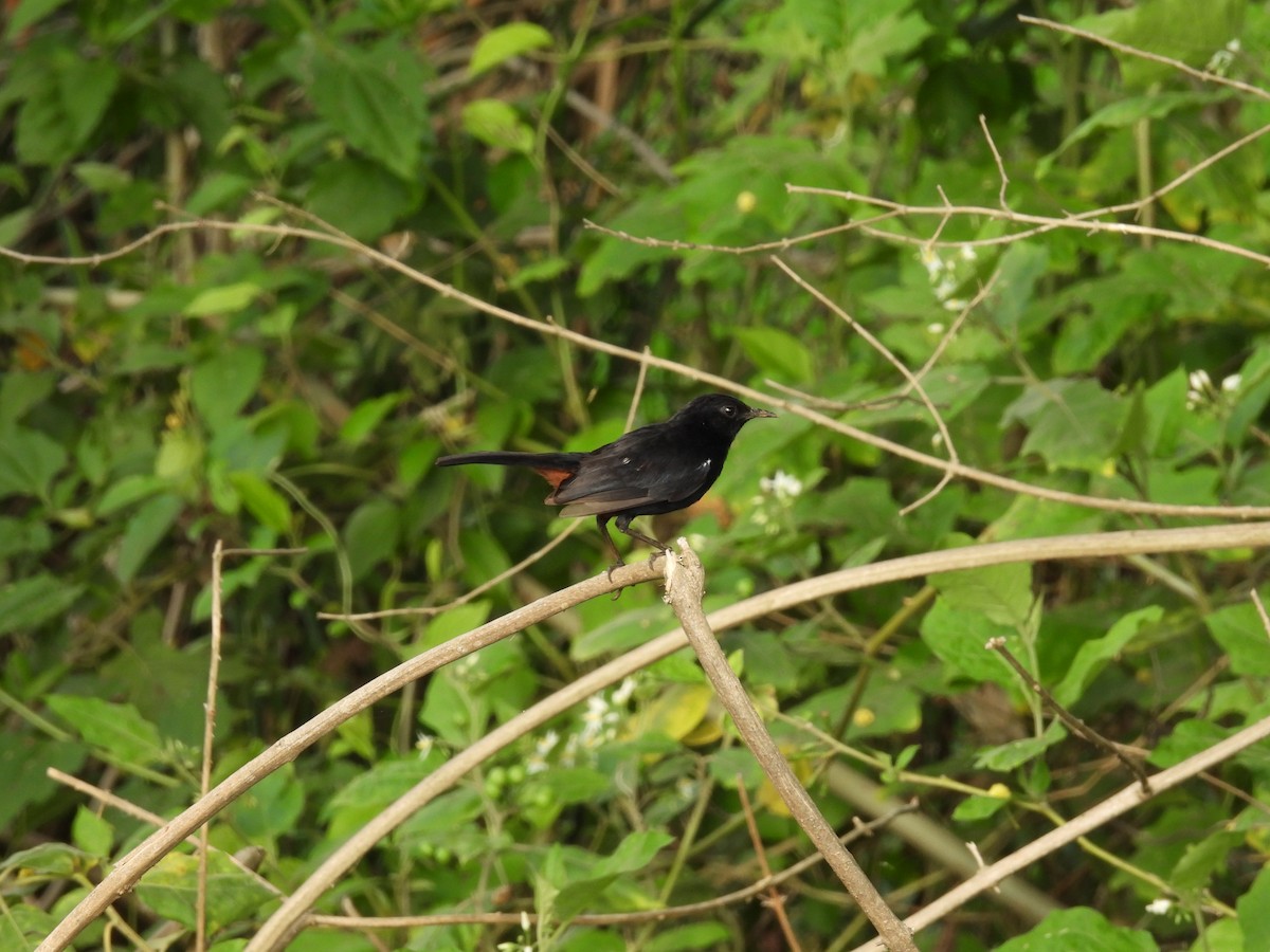 Indian Robin - ML619878196