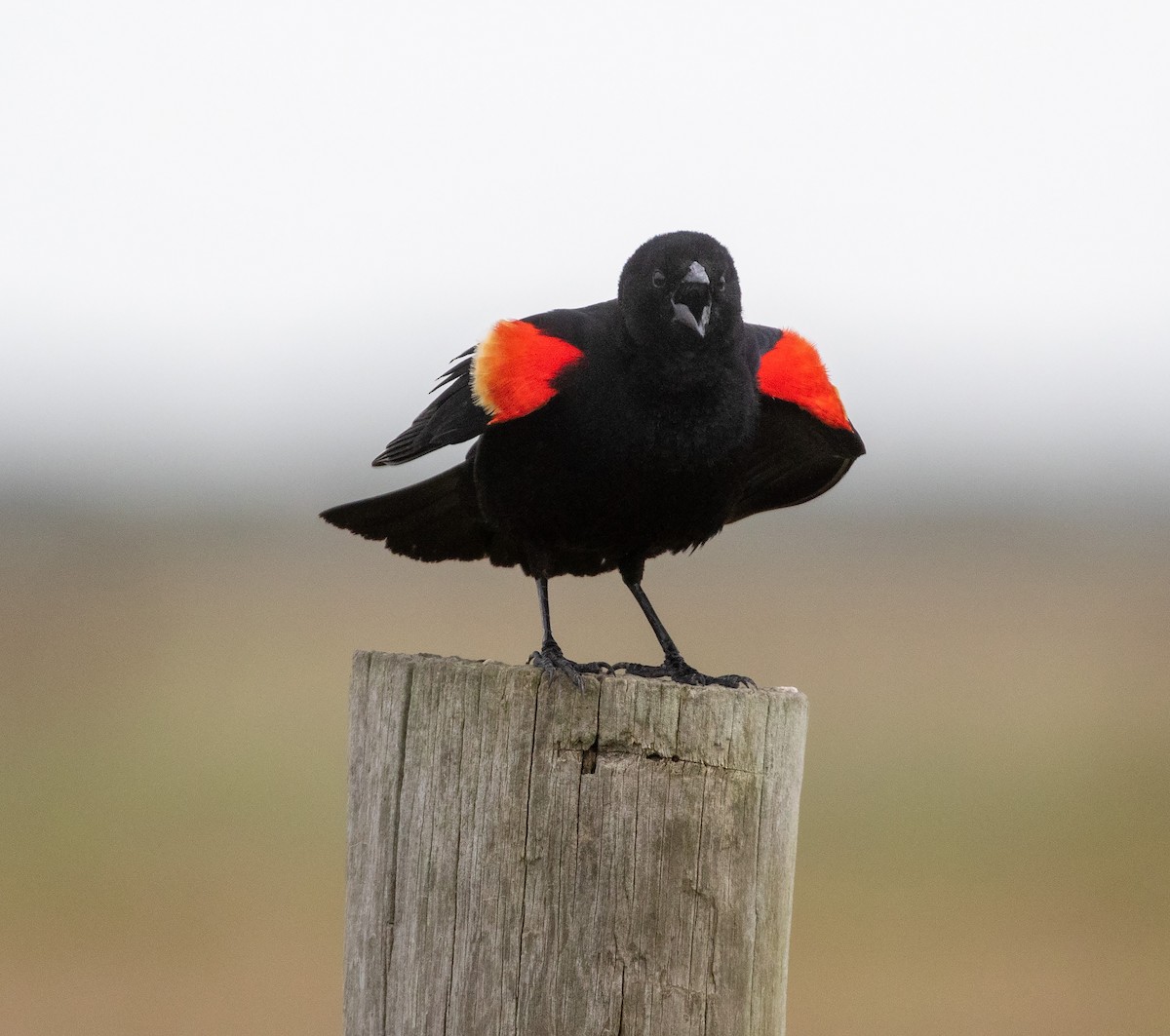Red-winged Blackbird (Red-winged) - ML619878197