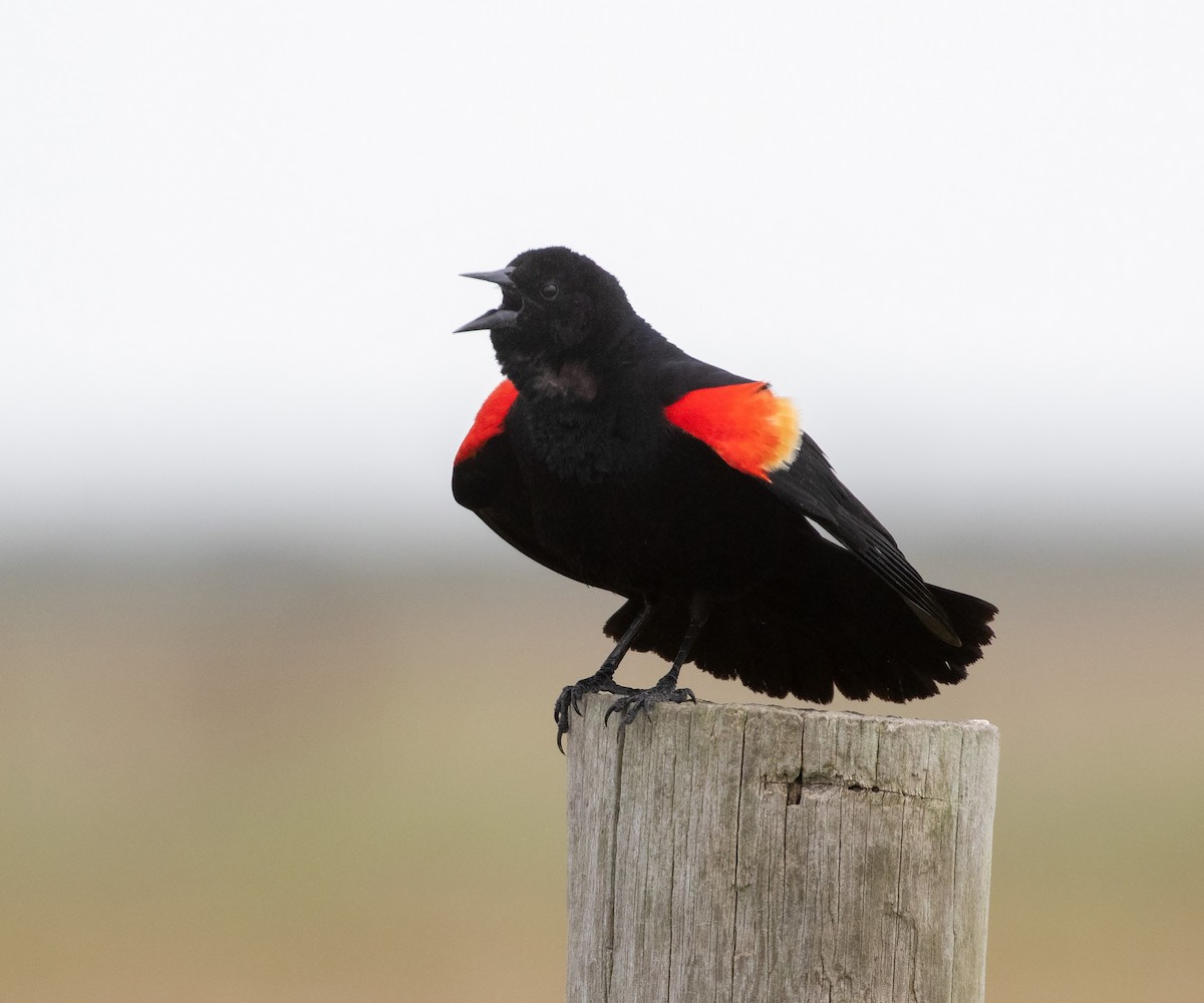Red-winged Blackbird (Red-winged) - ML619878198