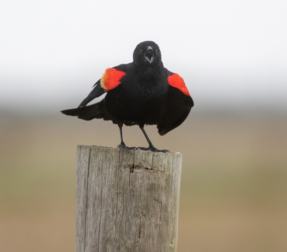 Red-winged Blackbird (Red-winged) - ML619878201