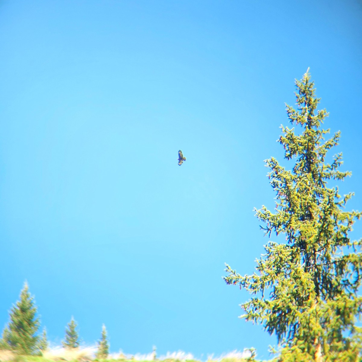 Common Buzzard (Steppe) - ML619878215