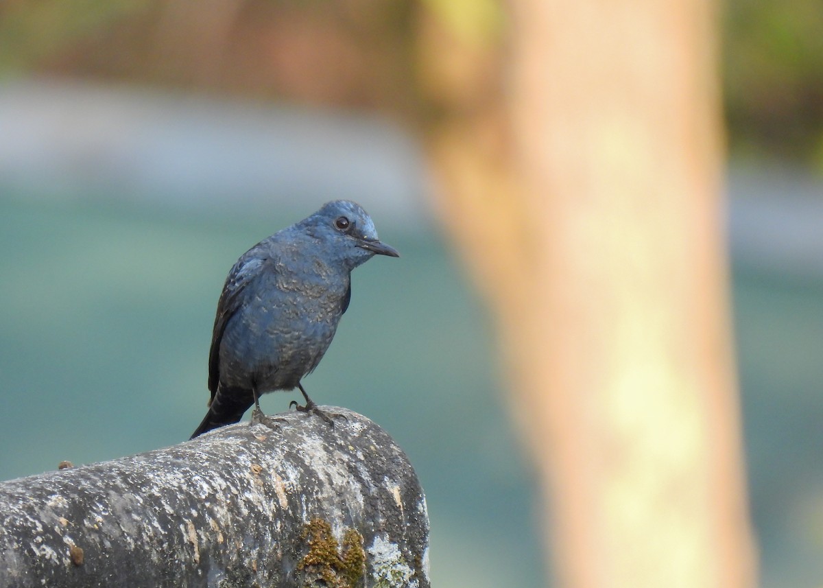 Blue Rock-Thrush - ML619878221