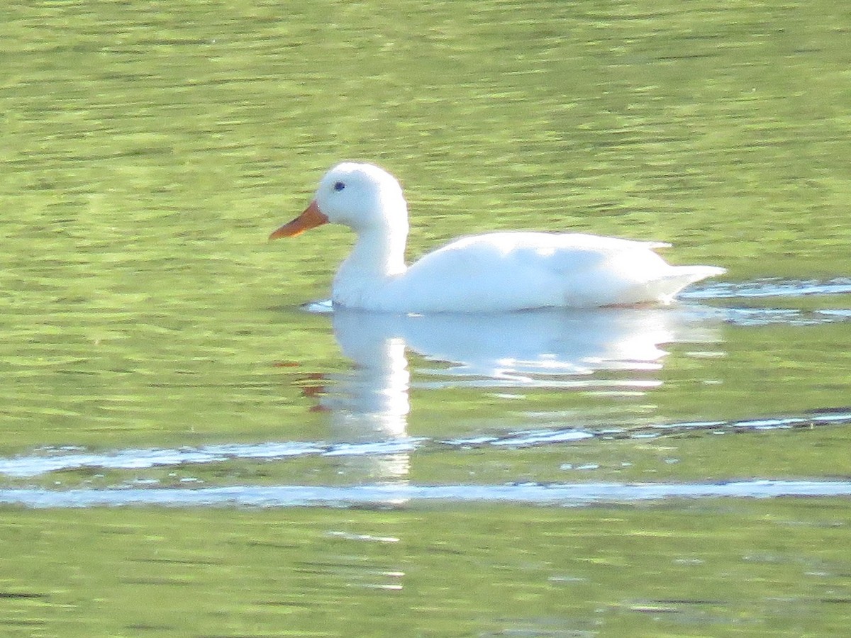 Mallard (Domestic type) - ML619878231